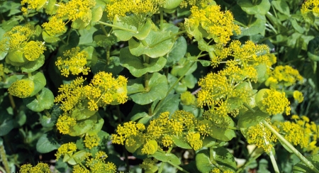 Picture for category Alexanders